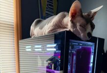 Ещё два процессора Ryzen 7 9800X3D сгорели, причём на это раз на системных платах Asus