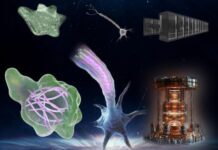 Биология опередила технологии на миллиарды лет: у живых клеток нашлась способность к квантовым вычислениям